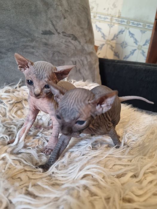 Sphynx gatinha super top