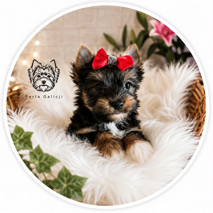 Yorkshire terrier śliczna dziewczynka