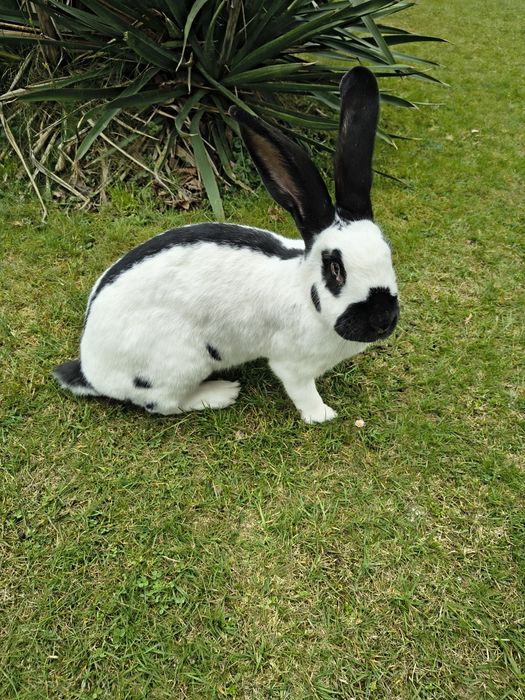 Srokacz niemiecki samica z rodowodem