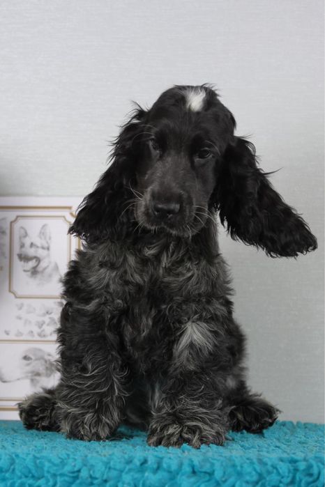 Кокер спаніель англійській