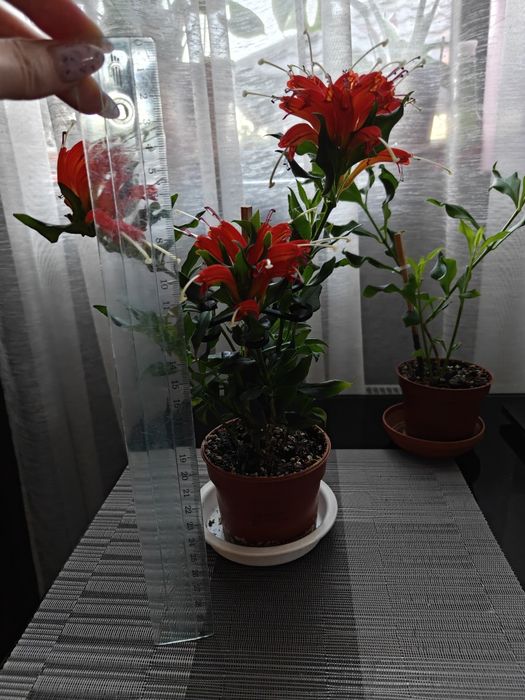 Продам есхінантус