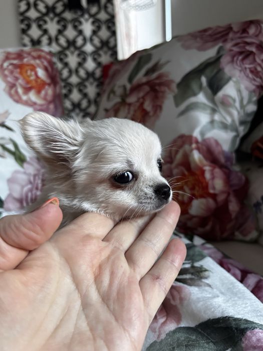 Uroczy piesek chihiahua długowłosa