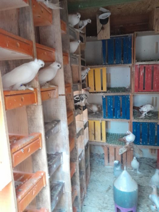 Sprzedam widyny, winery i blauwindry