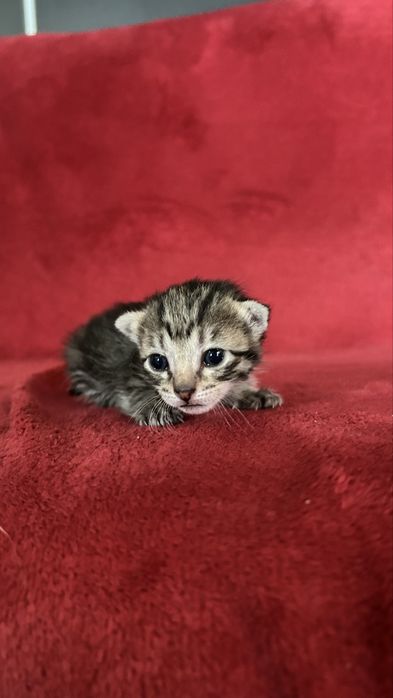 Gatinho bebe para adoção