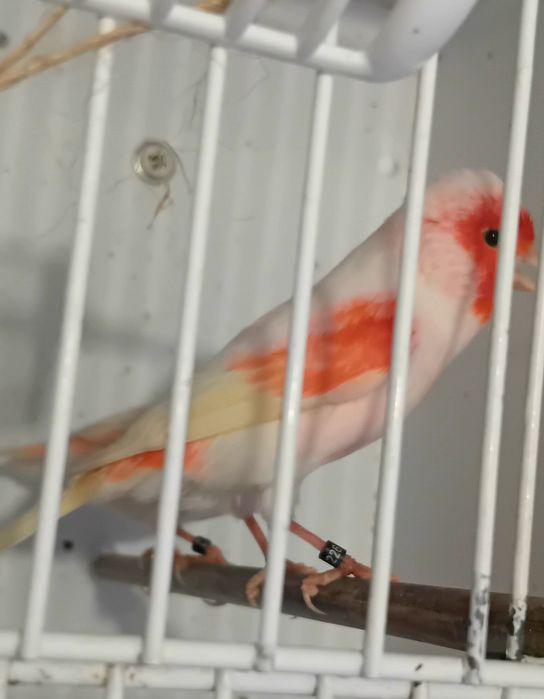 Casais de canários mosaicos vermelhos 2025