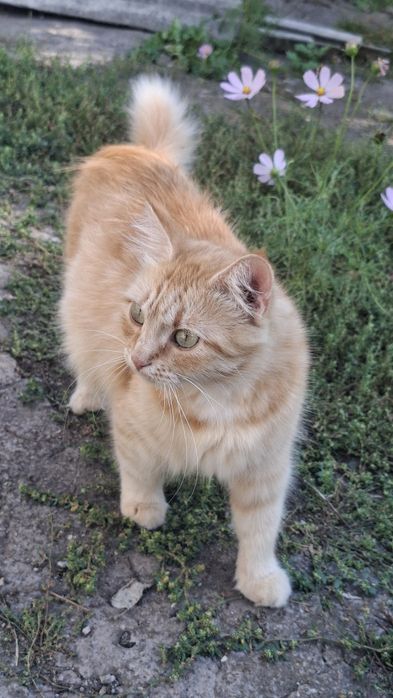 Кошеня кішка в добрі руки