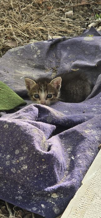 Gatos bebes para adopção