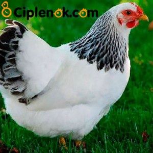 Продаються кури: ломан Браун, ломан Сенді, супер харко, адлер