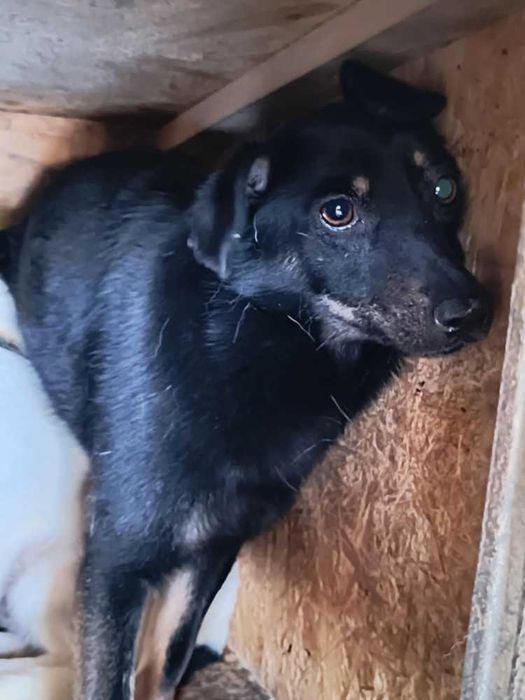 587346 Ola tylko odpowiedzialna adopcja