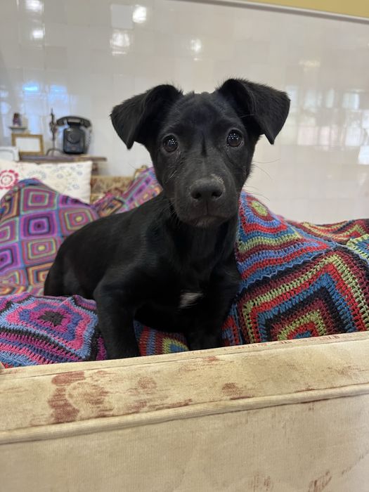 Maple, com 3 meses, para adoção responsável