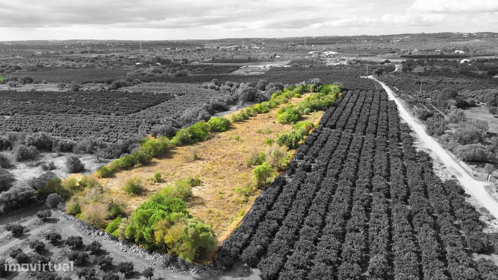 Terreno | Rústico | Plano | 11360m2 | São Bartolomeu de Messines — Algoz E Tunes, Faro