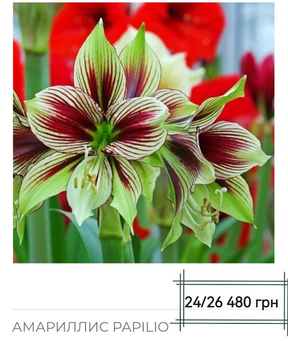 Гиппеаструм, Амариліс