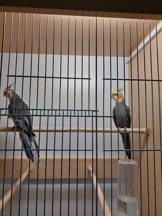 Papugi Nimfy samce , samiczki.