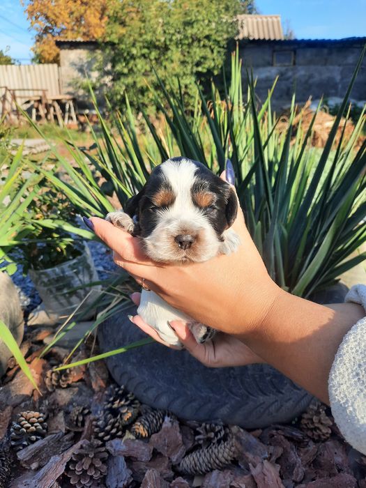 Вязка английского спаниеля