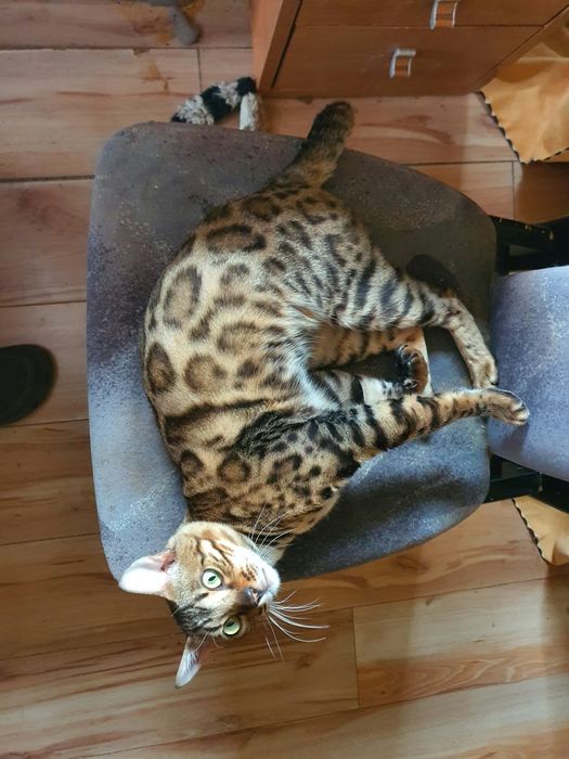 Bengalski kocurek