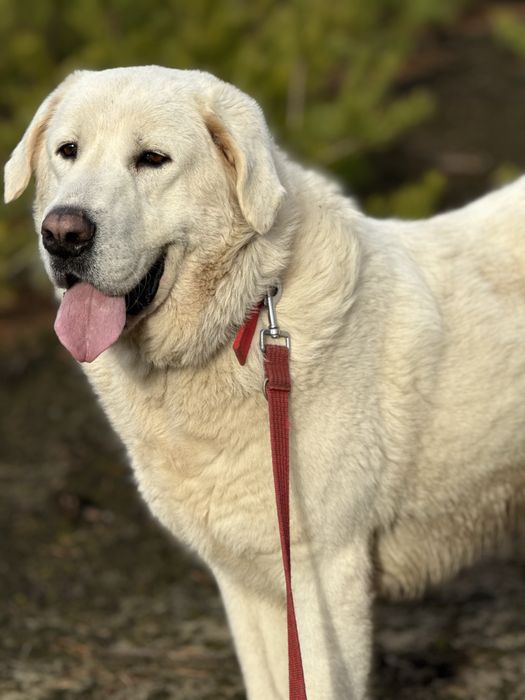 pies w typie owczarek podhalanski do adopcji