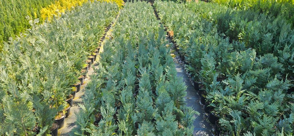 Cyprys Lawsona columnaris - producent