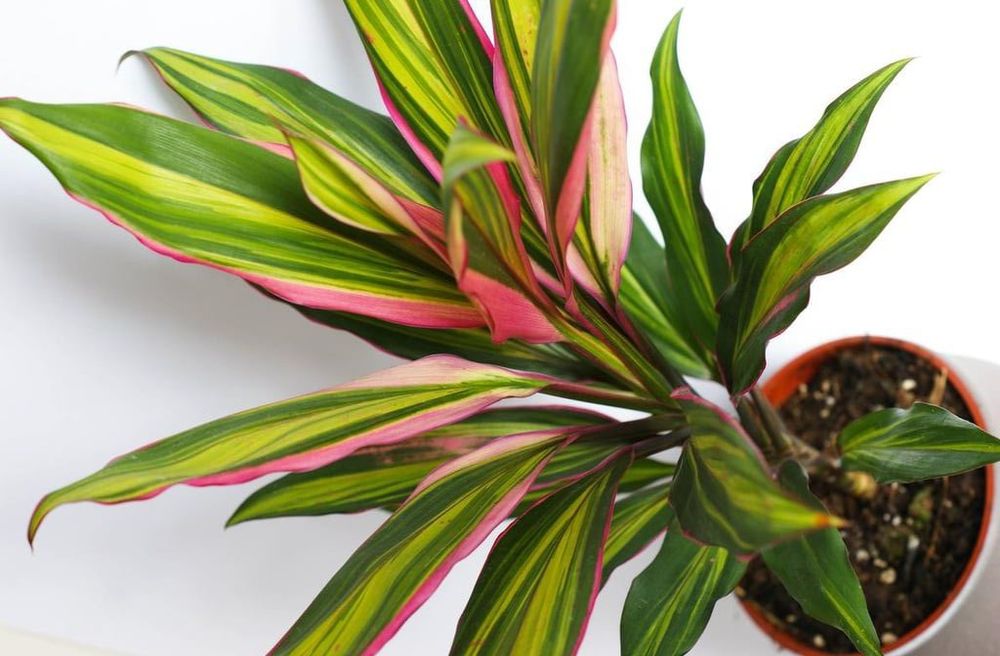 Корделіна Ківі.          .