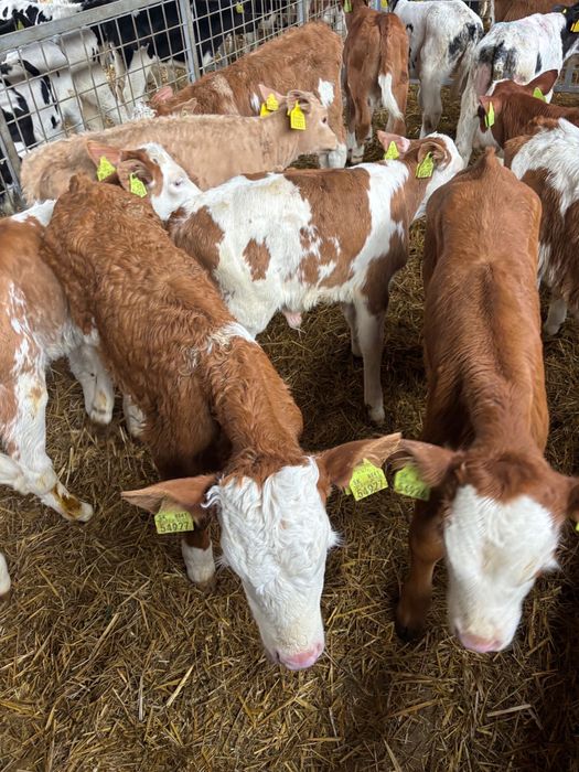 Spredam byki typowo miesne