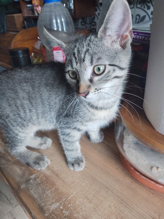 Kociaki do adopcji