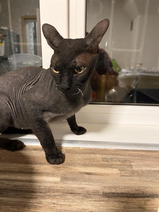 Кот сфинкс, вязка