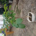 Nogueiras de excelente produção