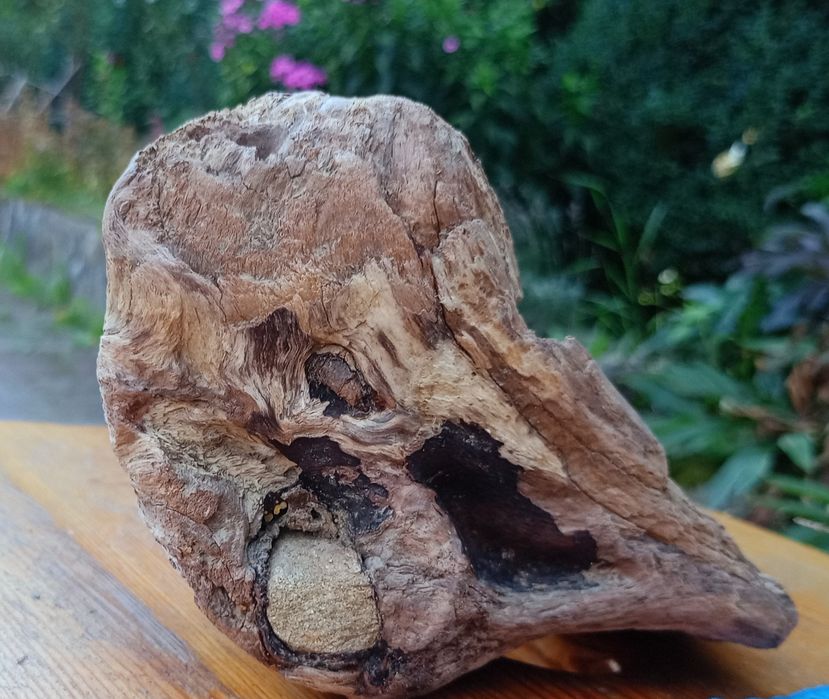 Морена коряга в акваріум