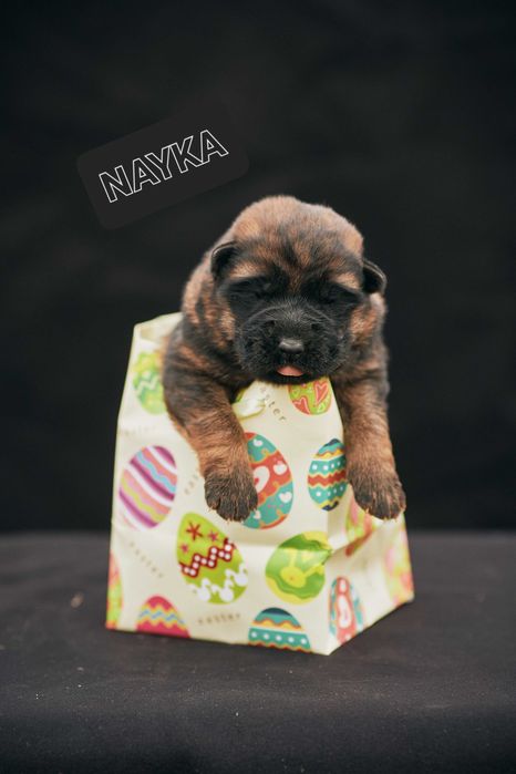 Owczarek niemiecki Owczarki niemieckie