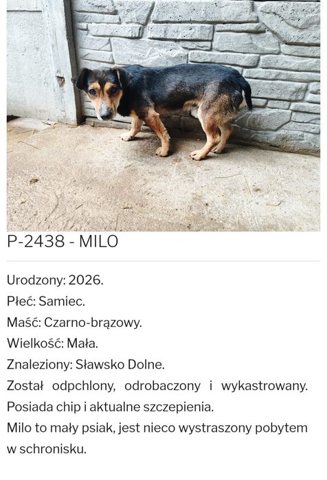 Schroniskowy lękowy Milo czeka na ratunek i osobę z wielkim sercem