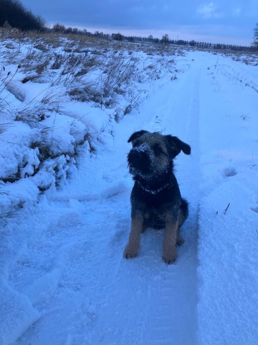 Uwaga zaginął pies.