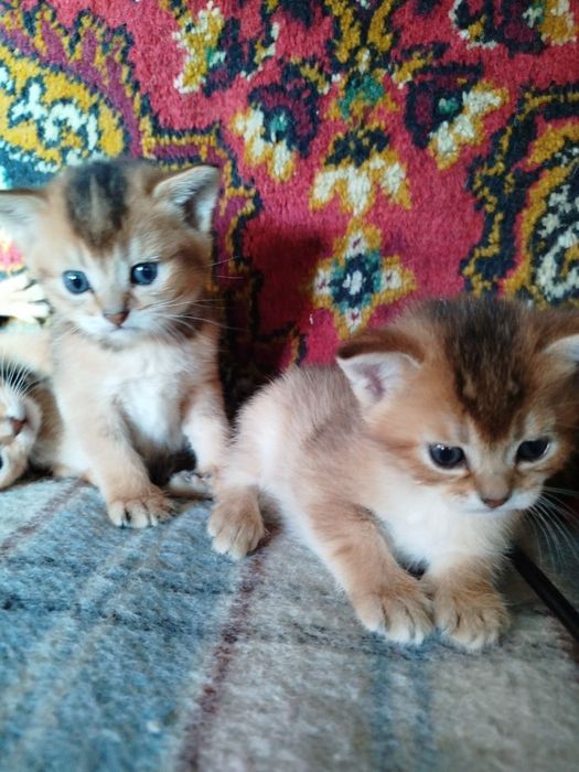 Шотландские котятя
