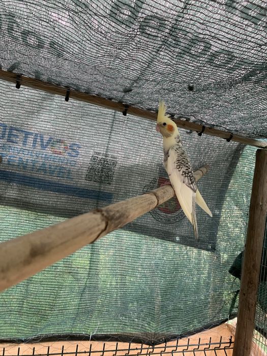 Caturra para entrega em mafra