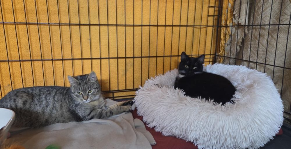 Kot kotka kotki koty