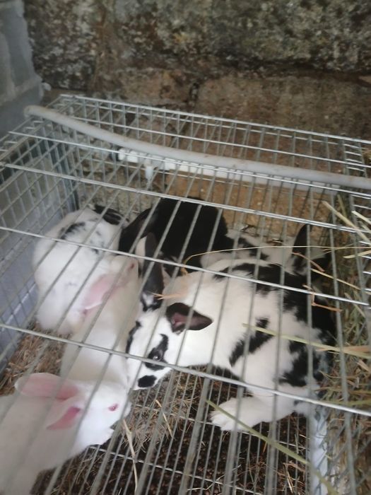 Coelhos com 2 meses