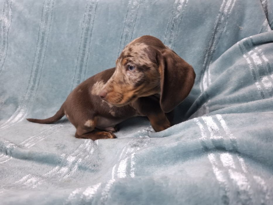 jamnik miniaturowy piesek choco merlle