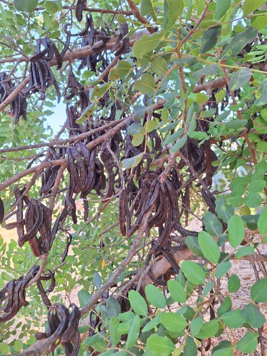 Venda Alfarroba Algarve