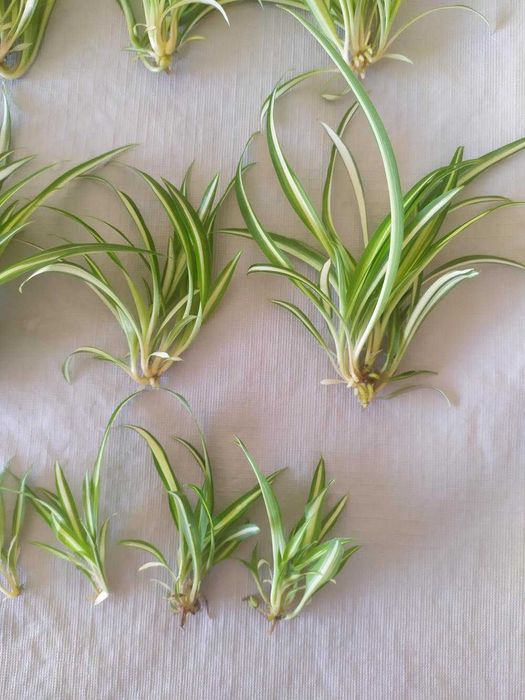 Planta-aranha (Clorófito)