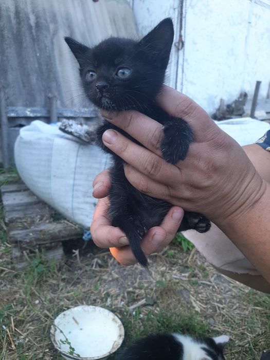Котики безкоштовно