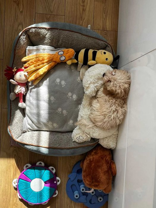 śliczna sunia pudel