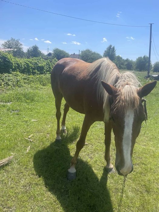 Кобила молода 3.5 роки