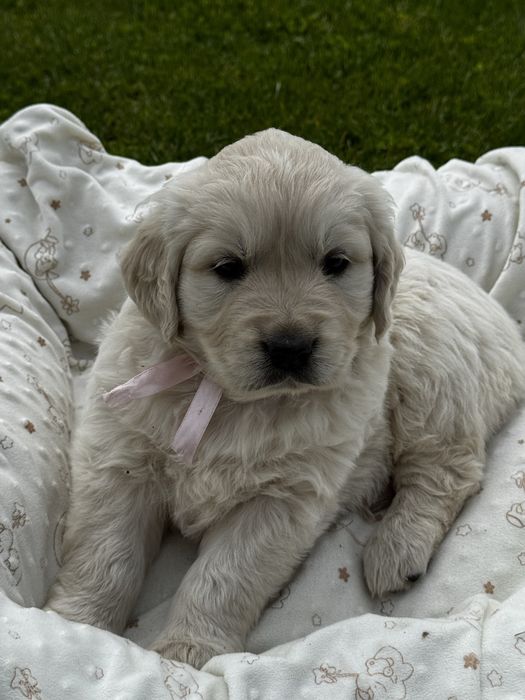 Szczeniak golden retrivier