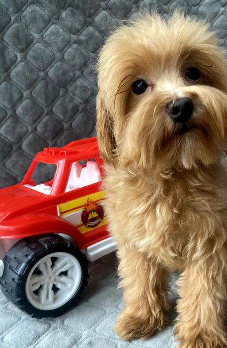 Мальтіпу хлопчик F1