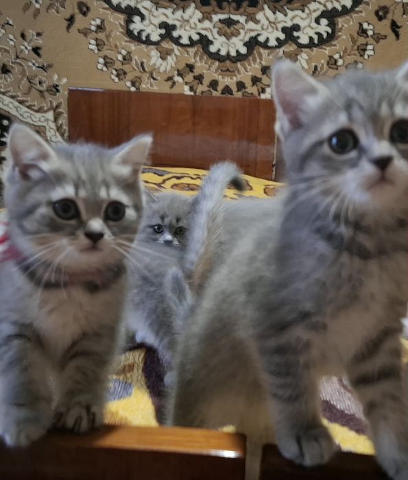 Продаються кошенята