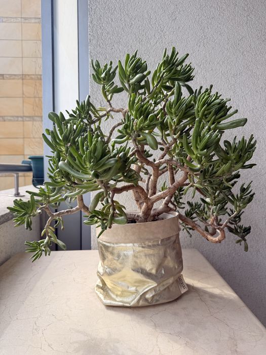 Drzewko szczęścia / Crassula Ovata h.50 cm