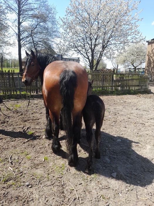 Klacz zimnokrwista ze źrebakiem