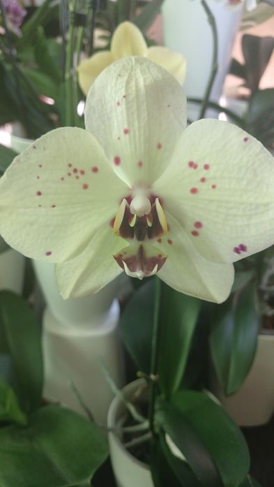 Орхідеї домашні продам