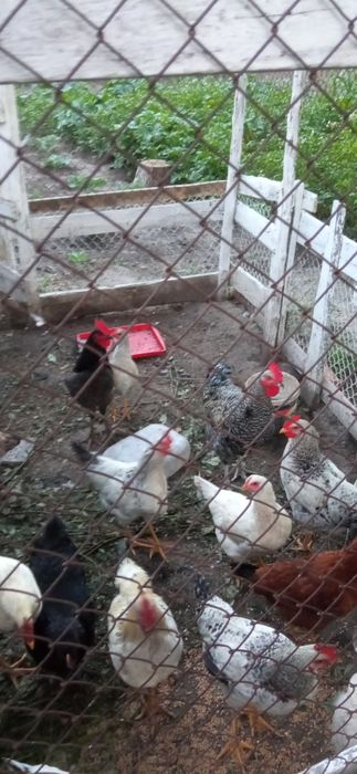 Півні  несуча порода