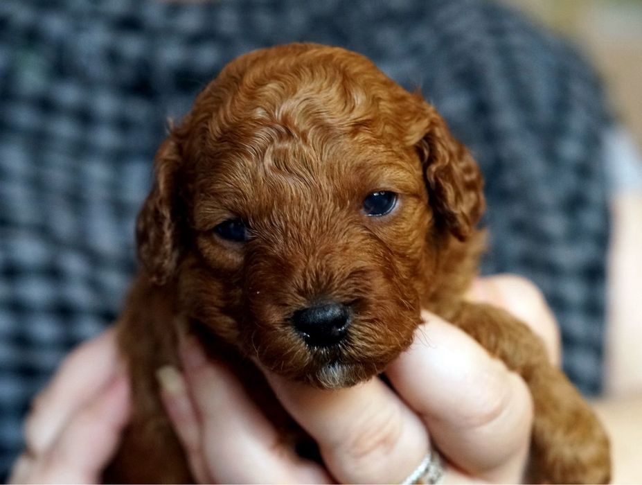 Неймовірні той пуделя доросла та цуценята по різним цінам