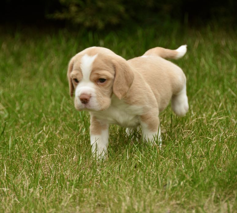 Біглята від виставкової пари
