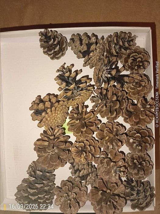 80szt szyszek sosny czarnej